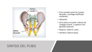 SINFISIS DEL PUBIS
• Es la conexión entre las 2 partes
del pubis . (cartílago calcificado
resistente).
• Ubicación:
• Se lo caliza en la parte anterior de
l avejiga urinaria , y superior a los
genitales externos.
• Mujeres : Sobre la vulva .
• Hombres: Sobre el pene.
 