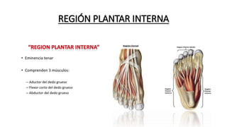 REGIÓN PLANTAR INTERNA
 