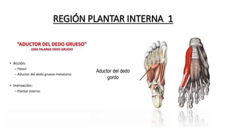 REGIÓN PLANTAR INTERNA 1
 
