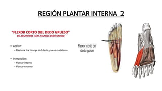 REGIÓN PLANTAR INTERNA 2
 
