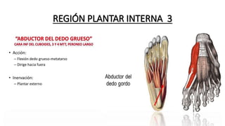 REGIÓN PLANTAR INTERNA 3
 