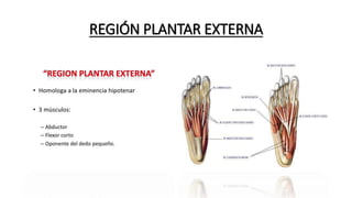 REGIÓN PLANTAR EXTERNA
 