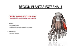 REGIÓN PLANTAR EXTERNA 1
 