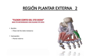 REGIÓN PLANTAR EXTERNA 2
 