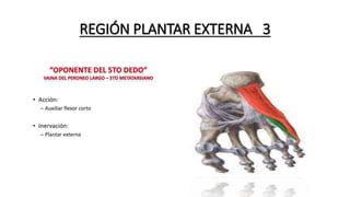 REGIÓN PLANTAR EXTERNA 3
 