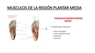 MUSCULOS DE LA REGIÓN PLANTAR MEDIA
 