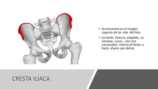 CRESTA ILIACA
• Se encuentra en el margen
superior de las alas del ilion.
• La cresta iliaca es palpable , es
convexa , curva , con una
concavidad , interna al frente y
hacia afuera por detrás
 