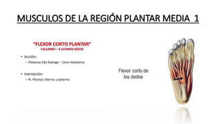 MUSCULOS DE LA REGIÓN PLANTAR MEDIA 1
 