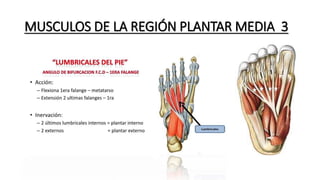 MUSCULOS DE LA REGIÓN PLANTAR MEDIA 3
 