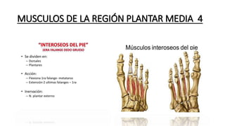 MUSCULOS DE LA REGIÓN PLANTAR MEDIA 4
 