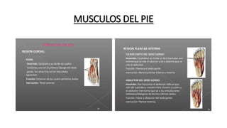 MUSCULOS DEL PIE
 