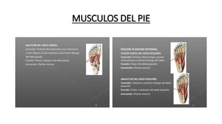 MUSCULOS DEL PIE
 