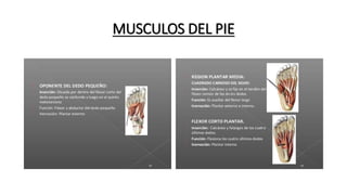 MUSCULOS DEL PIE
 