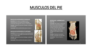MUSCULOS DEL PIE
 