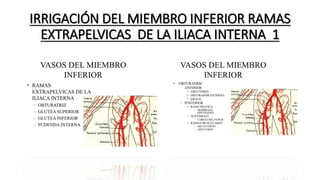 IRRIGACIÓN DEL MIEMBRO INFERIOR RAMAS
EXTRAPELVICAS DE LA ILIACA INTERNA 1
 