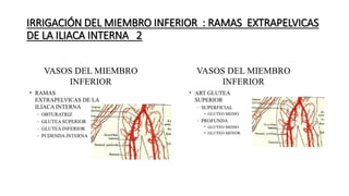 IRRIGACIÓN DEL MIEMBRO INFERIOR : RAMAS EXTRAPELVICAS
DE LA ILIACA INTERNA 2
 