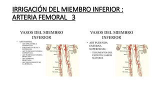 IRRIGACIÓN DEL MIEMBRO INFERIOR :
ARTERIA FEMORAL 3
 