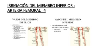 IRRIGACIÓN DEL MIEMBRO INFERIOR :
ARTERIA FEMORAL 4
 