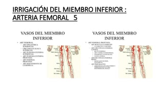 IRRIGACIÓN DEL MIEMBRO INFERIOR :
ARTERIA FEMORAL 5
 