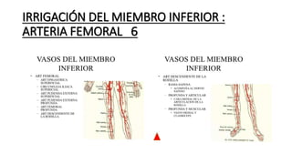 IRRIGACIÓN DEL MIEMBRO INFERIOR :
ARTERIA FEMORAL 6
 