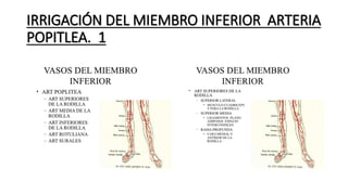 IRRIGACIÓN DEL MIEMBRO INFERIOR ARTERIA
POPITLEA. 1
 