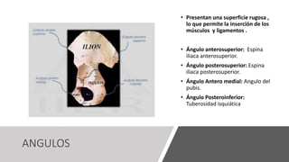 ANGULOS
• Presentan una superficie rugosa ,
lo que permite la inserción de los
músculos y ligamentos .
• Ángulo anterosuperior: Espina
iliaca anterosuperior.
• Ángulo posterosuperior: Espina
iliaca posterosuperior.
• Ángulo Antero medial: Angulo del
pubis.
• Ángulo Posteroinferior:
Tuberosidad isquiática
 