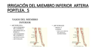 IRRIGACIÓN DEL MIEMBRO INFERIOR ARTERIA
POPITLEA. 5
 