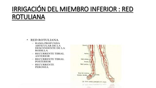 IRRIGACIÓN DEL MIEMBRO INFERIOR : RED
ROTULIANA
 