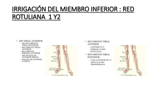 IRRIGACIÓN DEL MIEMBRO INFERIOR : RED
ROTULIANA 1 Y2
 