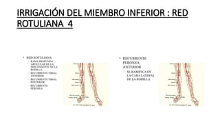 IRRIGACIÓN DEL MIEMBRO INFERIOR : RED
ROTULIANA 4
 