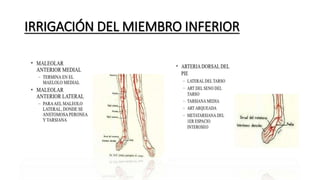 IRRIGACIÓN DEL MIEMBRO INFERIOR
 