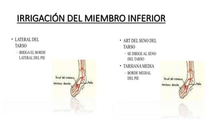 IRRIGACIÓN DEL MIEMBRO INFERIOR
 