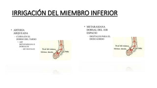 IRRIGACIÓN DEL MIEMBRO INFERIOR
 