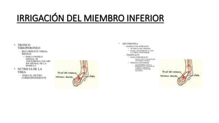 IRRIGACIÓN DEL MIEMBRO INFERIOR
 