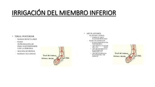 IRRIGACIÓN DEL MIEMBRO INFERIOR
 
