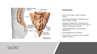 SACRO
• GENERALIDADES:
• hueso , corto , impar , central y simétrico ,
oblicuo.
• Hueso plano formado por 5 vertebras sacras,
cóccix y huesos coxales .
• Aplanado anteroposterior , voluminoso en la
parte de la base , mas ancho en la mujer que en
hombre , y mas plano en la mujer.
• Se dirige oblicuamente de arriba abajo y
delante atrás
• Su eje longitudinal no es rectilíneo
• Posee una base , un ápice y 4 caras ( anterior,
posterior y lateral . )
 
