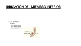 IRRIGACIÓN DEL MIEMBRO INFERIOR
 