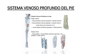 SISTEMA VENOSO PROFUNDO DEL PIE
 