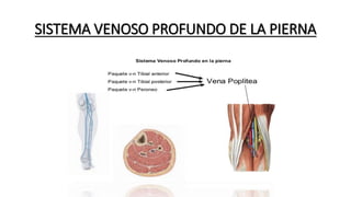 SISTEMA VENOSO PROFUNDO DE LA PIERNA
 