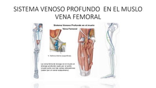 SISTEMA VENOSO PROFUNDO EN EL MUSLO
VENA FEMORAL
 
