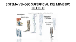 SISTEMA VENOSO SUPERFICIAL DEL MIMEBRO
INFERIOR
 