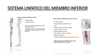 SISTEMA LINFATICO DEL MIEMBRO INFERIOR
 