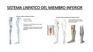 SISTEMA LINFATICO DEL MIEMBRO INFERIOR
 