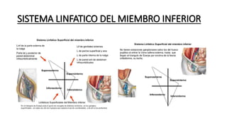 SISTEMA LINFATICO DEL MIEMBRO INFERIOR
 
