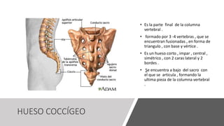 HUESO COCCÍGEO
• Es la parte final de la columna
vertebral .
• formado por 3 -4 vertebras , que se
encuentran fusionadas , en forma de
triangulo , con base y vértice .
• Es un hueso corto , impar , central ,
simétrico , con 2 caras lateral y 2
bordes .
• Se encuentra a bajo del sacro con
el que se articula , formando la
ultima pieza de la columna vertebral
.
 