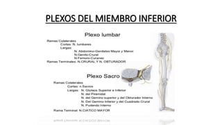PLEXOS DEL MIEMBRO INFERIOR
 