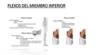 PLEXOS DEL MIEMBRO INFERIOR
 