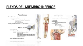 PLEXOS DEL MIEMBRO INFERIOR
 