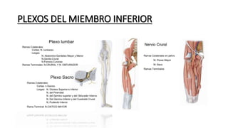 PLEXOS DEL MIEMBRO INFERIOR
 