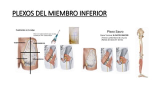 PLEXOS DEL MIEMBRO INFERIOR
 